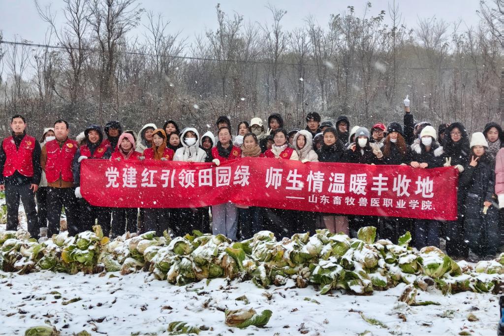 雪野间的劳动课堂 | 山东牧院师生冒雪助农抢收